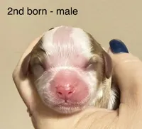 Benny, a male Cavalier King Charles Spaniel for sale in Fort Wayne, IN – 2 of 3