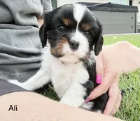 Ali, a female Cavalier King Charles Spaniel for sale in Fort Wayne, IN – 5 of 10