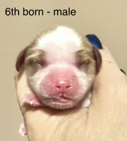 Biscuit, a male Cavalier King Charles Spaniel for sale in Fort Wayne, IN – 2 of 3