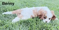 Benny, a male Cavalier King Charles Spaniel for sale in Fort Wayne, IN – 3 of 9