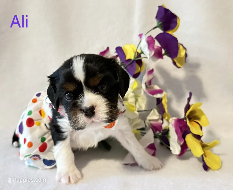 Ali – Cavalier King Charles Spaniel puppy for sale in Fort Wayne, IN