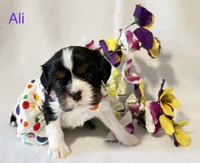 Ali, a female Cavalier King Charles Spaniel for sale in Fort Wayne, IN – 1 of 5