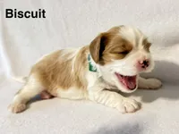 Biscuit, a male Cavalier King Charles Spaniel for sale in Fort Wayne, IN – 5 of 5
