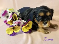 Zara, a female Cavalier King Charles Spaniel for sale in Fort Wayne, IN – 4 of 6
