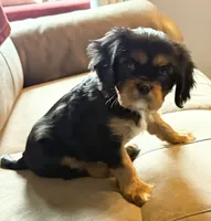 Zara, a female Cavalier King Charles Spaniel for sale in Fort Wayne, IN – 1 of 6