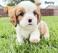 Benny, a male Cavalier King Charles Spaniel for sale in Fort Wayne, IN – 5 of 9