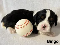 Bingo, a male Cavalier King Charles Spaniel for sale in Fort Wayne, IN – 5 of 5