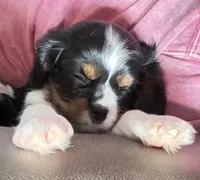 Ali, a female Cavalier King Charles Spaniel for sale in Fort Wayne, IN – 4 of 10