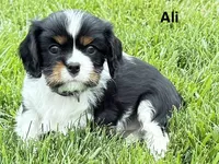 Ali, a female Cavalier King Charles Spaniel for sale in Fort Wayne, IN – 6 of 10