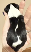 Bingo, a male Cavalier King Charles Spaniel for sale in Fort Wayne, IN – 3 of 3