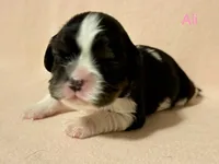 Ali, a female Cavalier King Charles Spaniel for sale in Fort Wayne, IN – 5 of 5