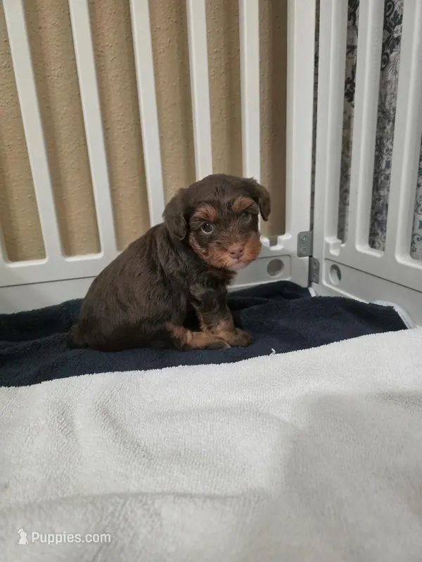 Cutie – Yorkipoo puppy for sale in Houston, TX