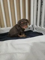 Cutie, a female Yorkipoo for sale in Houston, TX – 1 of 3