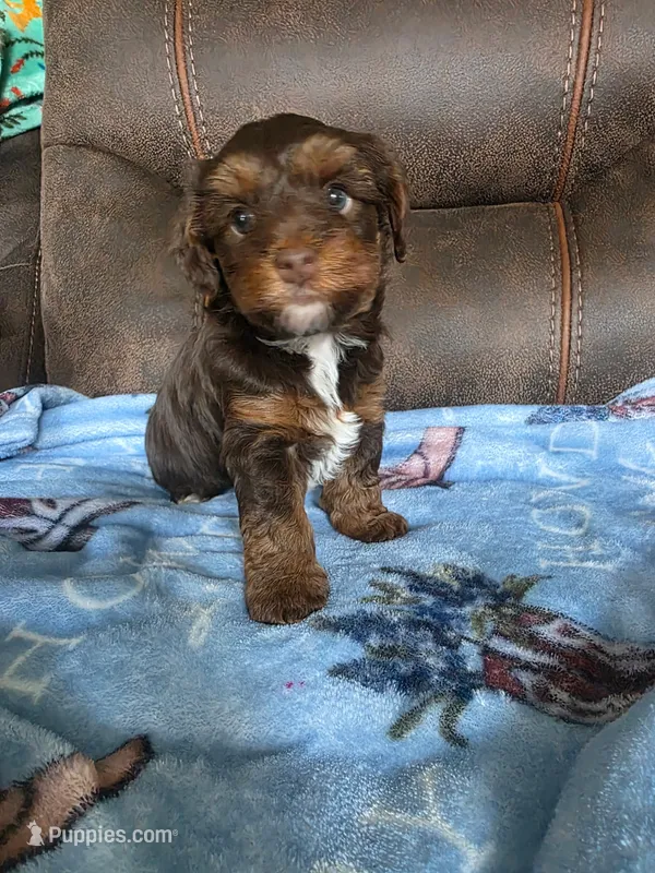 Cutie – Yorkipoo puppy for sale in Houston, TX