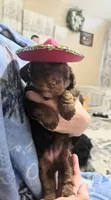 Cutie, a female Yorkipoo for sale in Houston, TX – 3 of 3