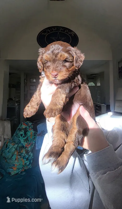 Cutie – Yorkipoo puppy for sale in Houston, TX