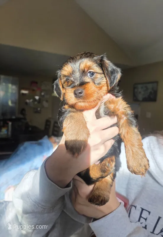 Handsome – Yorkipoo puppy for sale in Houston, TX