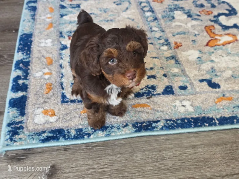 Cutie – Yorkipoo puppy for sale in Houston, TX