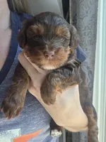 Cutie, a female Yorkipoo for sale in Houston, TX – 2 of 3