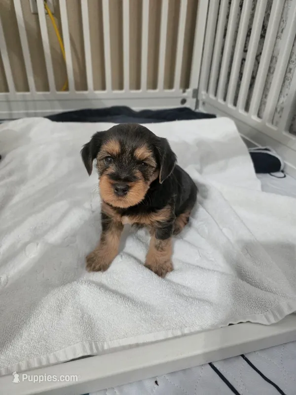 Handsome – Yorkipoo puppy for sale in Houston, TX