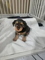Handsome, a male Yorkipoo for sale in Houston, TX – 1 of 3