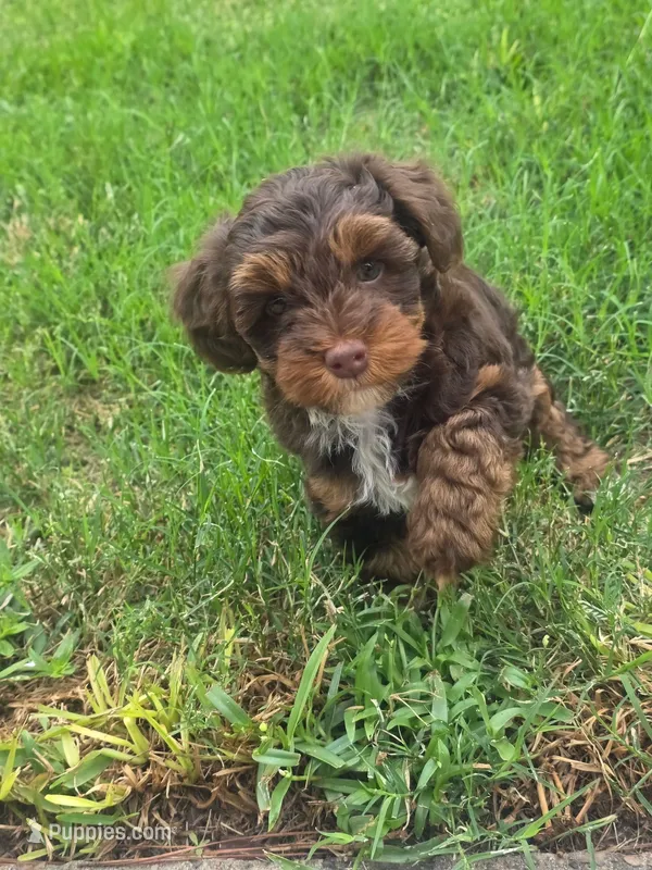 Cutie – Yorkipoo puppy for sale in Houston, TX