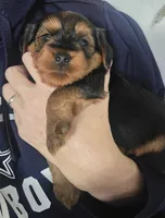 Handsome, a male Yorkipoo for sale in Houston, TX – 2 of 3