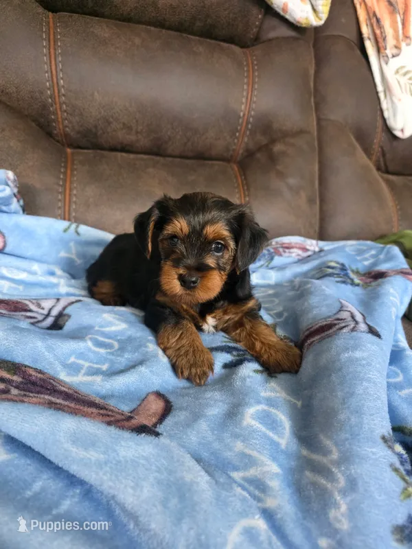 Handsome – Yorkipoo puppy for sale in Houston, TX