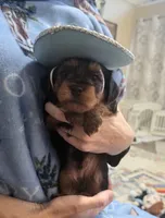 Handsome, a male Yorkipoo for sale in Houston, TX – 3 of 3