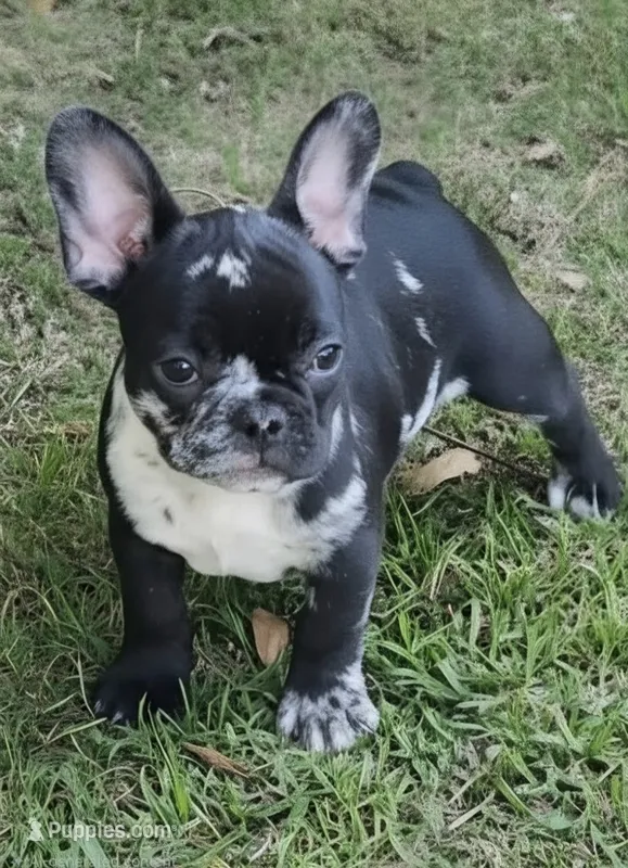 RIP! – French Bulldog puppy for sale in Pensacola, FL