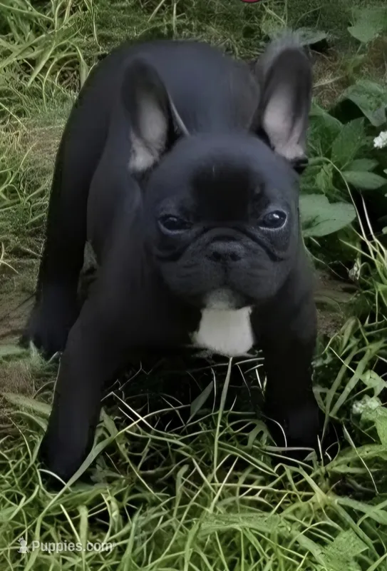 Poppy – French Bulldog puppy for sale in Pensacola, FL