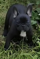 Poppy, a female French Bulldog for sale in Pensacola, FL – 1 of 4