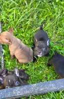 Lulu, a female French Bulldog and Shorty Bull for sale in Pensacola, FL – 3 of 6