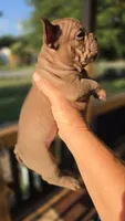 Snickers, a male French Bulldog for sale in Pensacola, FL – 2 of 3
