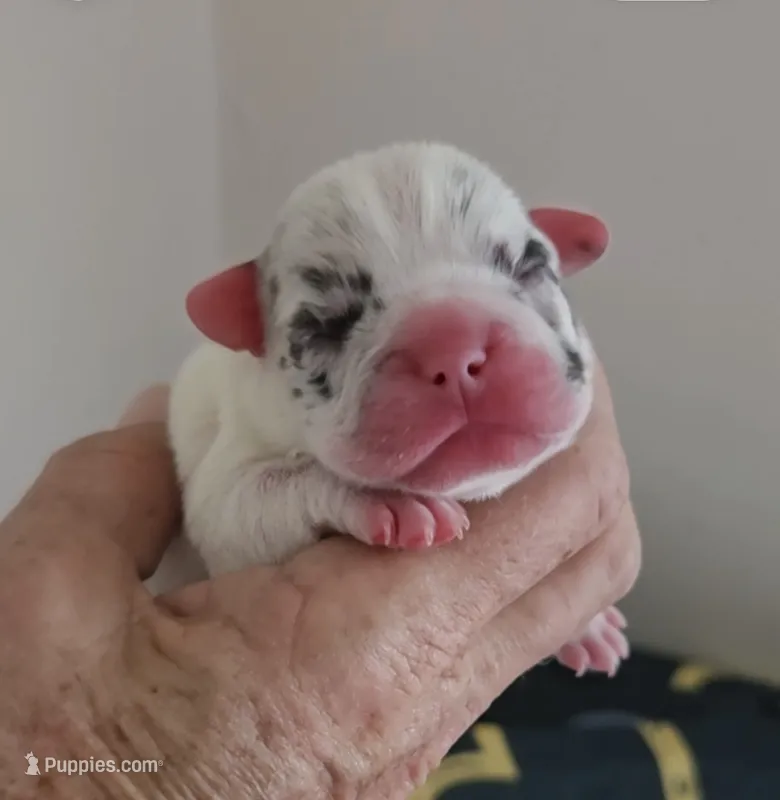 Gidget (Lilac Merle Pied) 88/12% – French Bulldog, Frenchton puppy for sale in Pensacola, FL
