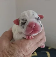 Gidget (Lilac Merle Pied) 88/12%, a female French Bulldog and Frenchton for sale in Pensacola, FL – 1 of 4