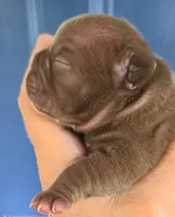 Miami (Chocolate), a female English Bulldog and French Bulldog for sale in Pensacola, FL – 3 of 8