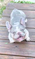 Rip, a male French Bulldog for sale in Pensacola, FL – 3 of 4