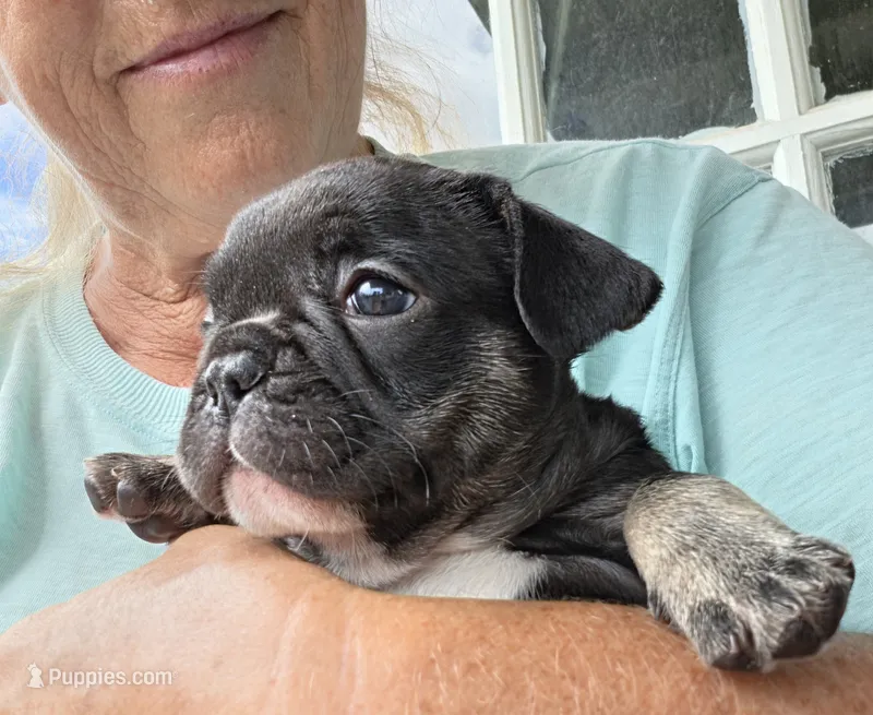 Tate – French Bulldog puppy for sale in Pensacola, FL