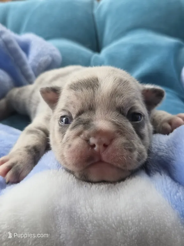 Marzipan 88/12  – Frenchton puppy for sale in Pensacola, FL