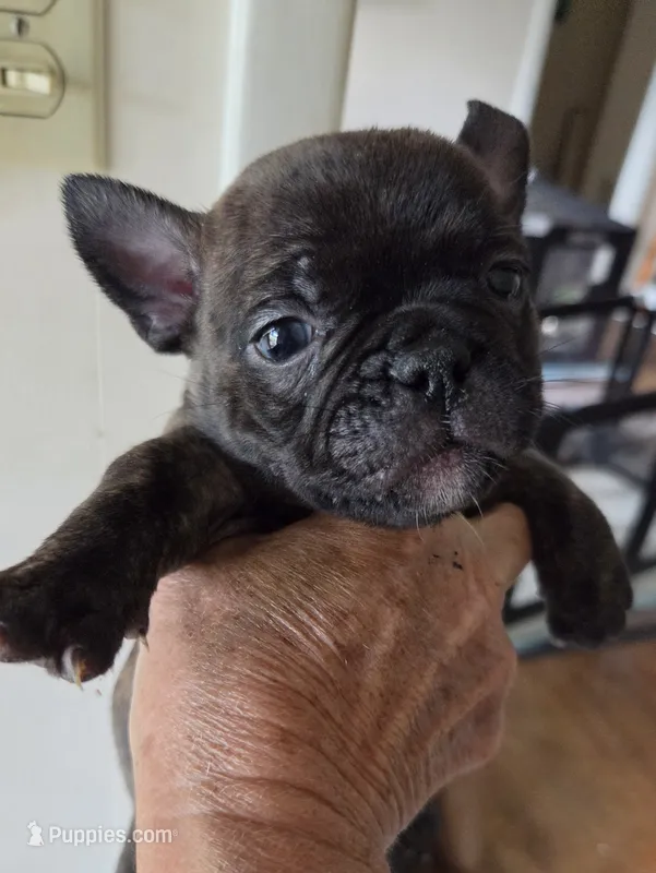 Lilly – French Bulldog puppy for sale in Pensacola, FL