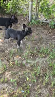 Tango  (Black Tan Point), a male French Bulldog for sale in Pensacola, FL – 5 of 9