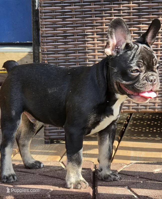 Tango  (Black Tan Point) – French Bulldog puppy for sale in Pensacola, FL