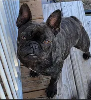 Bit-O-Honey 88/12 Isabella, a male Frenchton for sale in Pensacola, FL – 10 of 10