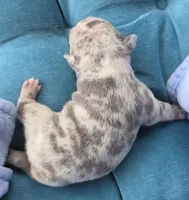 Marzipan 88/12 , a male Frenchton for sale in Pensacola, FL – 6 of 10