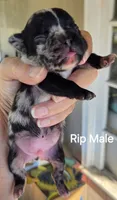 Rip, a female French Bulldog for sale in Pensacola, FL – 3 of 5