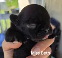 Beth Dutton, a female French Bulldog for sale in Pensacola, FL – 4 of 10