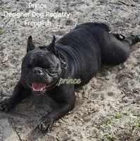 Lotus (Lilac), a female English Bulldog and French Bulldog for sale in Pensacola, FL – 7 of 9