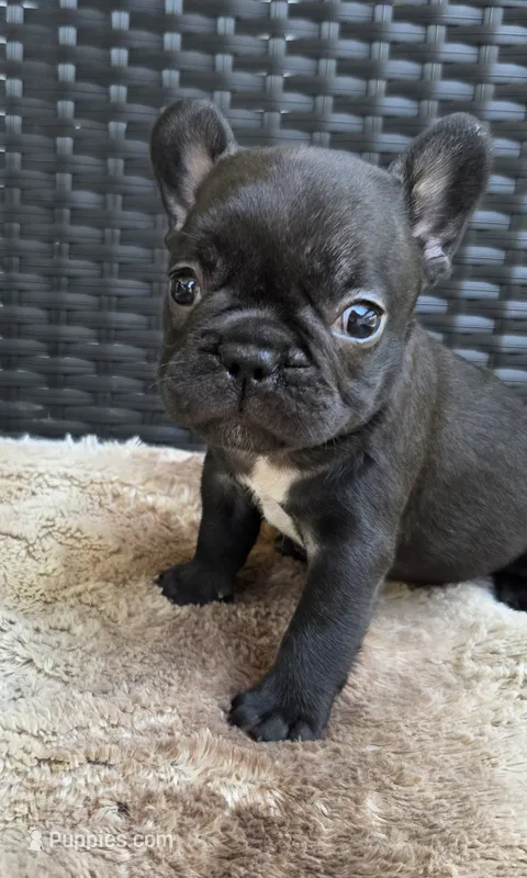 Angela Blue Thunder – French Bulldog puppy for sale in Pensacola, FL