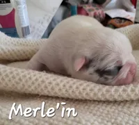 Merle'in (Lilac Merle Pied) 88/12%, a male French Bulldog and Frenchton for sale in Pensacola, FL – 2 of 5